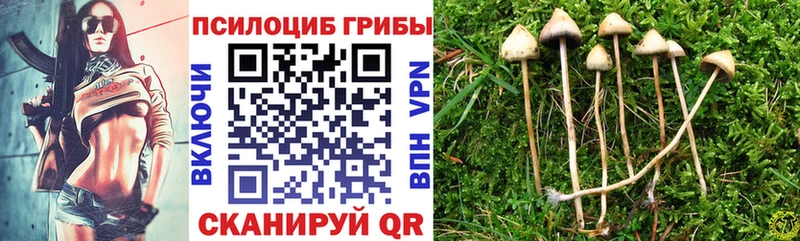Купить где  Чухлома  Галлюциногенные грибы Cubensis 
